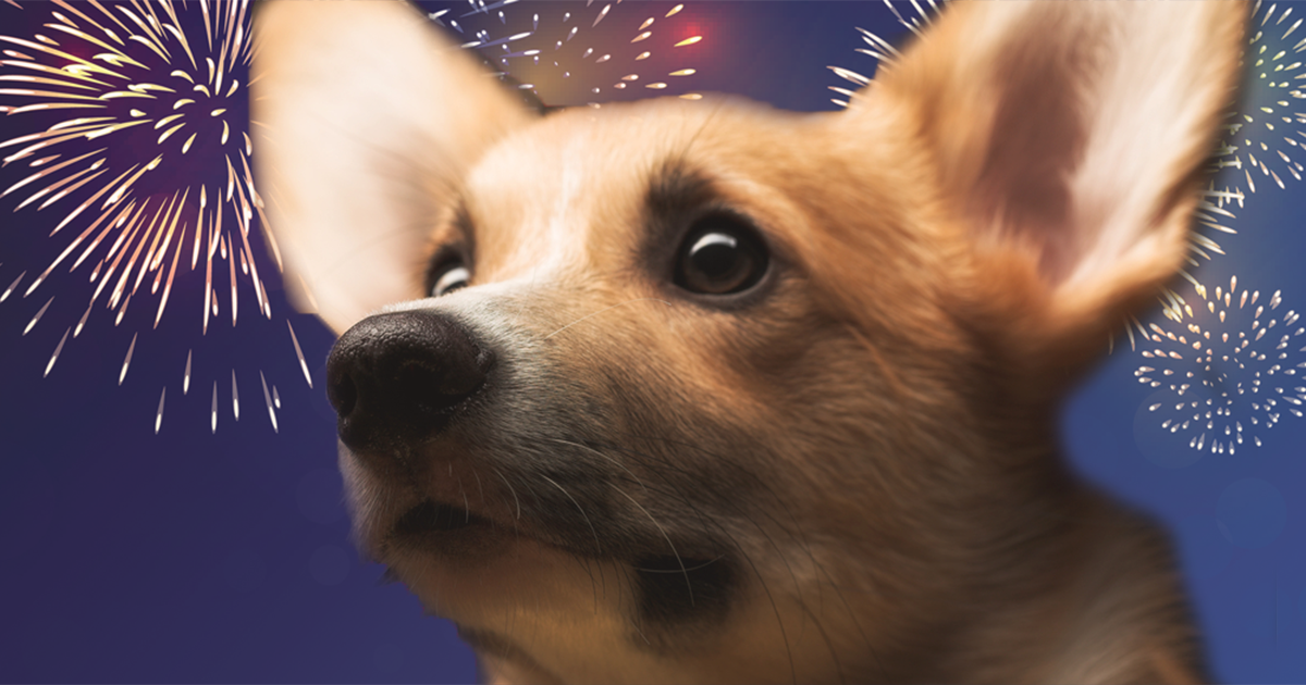Is Your Dog Scared of Fireworks?